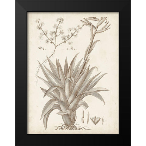 Sepia Exotic Plants IV Black Modern Wood Framed Art Print by Vision Studio