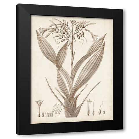Sepia Exotic Plants VII Black Modern Wood Framed Art Print by Vision Studio