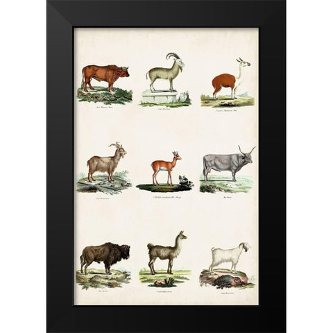 Antique Animal Chart I Black Modern Wood Framed Art Print by Vision Studio