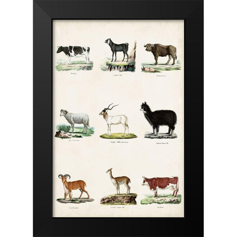 Antique Animal Chart II Black Modern Wood Framed Art Print by Vision Studio