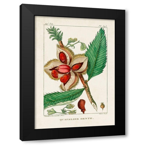 Turpin Foliage and Fruit II Black Modern Wood Framed Art Print by Turpin