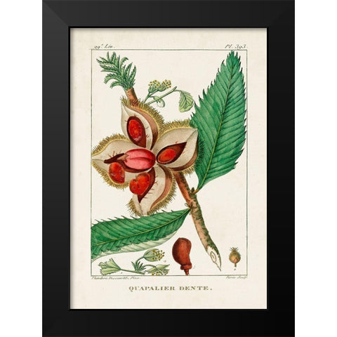 Turpin Foliage and Fruit II Black Modern Wood Framed Art Print by Turpin