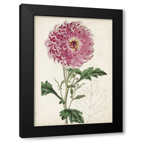 Garden Gems I Black Modern Wood Framed Art Print by Curtis