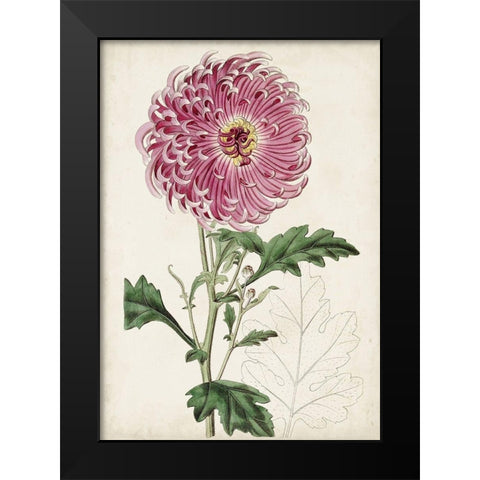 Garden Gems I Black Modern Wood Framed Art Print by Curtis