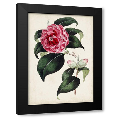 Garden Gems II Black Modern Wood Framed Art Print with Double Matting by Curtis