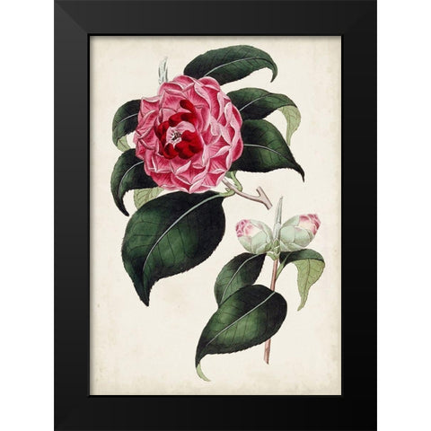 Garden Gems II Black Modern Wood Framed Art Print by Curtis