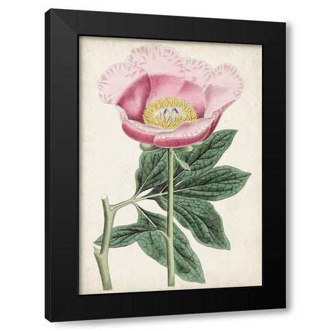 Garden Gems III Black Modern Wood Framed Art Print with Double Matting by Curtis