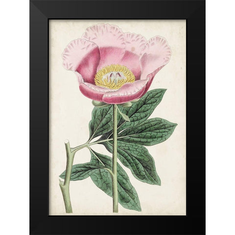 Garden Gems III Black Modern Wood Framed Art Print by Curtis