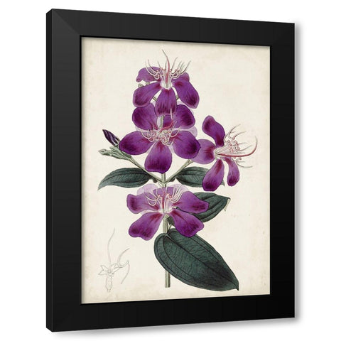 Garden Gems IV Black Modern Wood Framed Art Print with Double Matting by Curtis