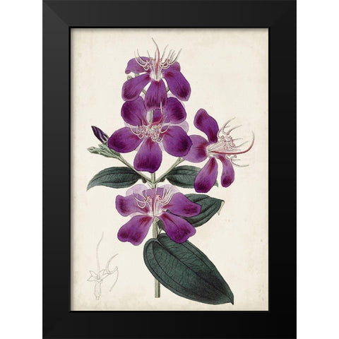 Garden Gems IV Black Modern Wood Framed Art Print by Curtis