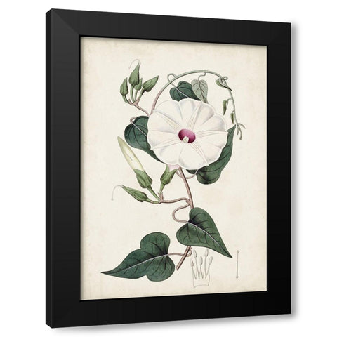 Garden Gems V Black Modern Wood Framed Art Print by Curtis