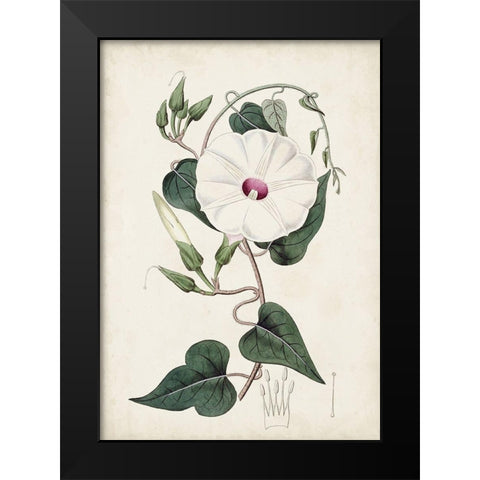 Garden Gems V Black Modern Wood Framed Art Print by Curtis