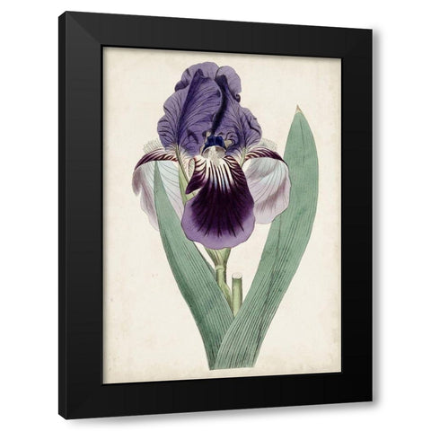 Garden Gems VI Black Modern Wood Framed Art Print by Curtis