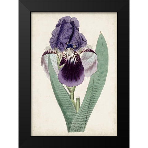Garden Gems VI Black Modern Wood Framed Art Print by Curtis
