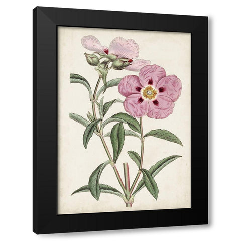 Garden Gems VII Black Modern Wood Framed Art Print by Curtis