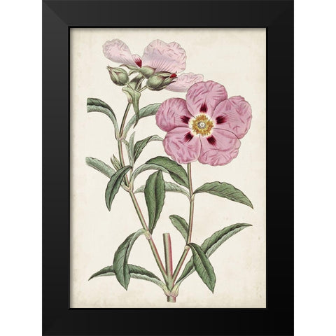 Garden Gems VII Black Modern Wood Framed Art Print by Curtis