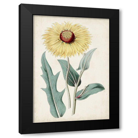 Garden Gems VIII Black Modern Wood Framed Art Print by Curtis
