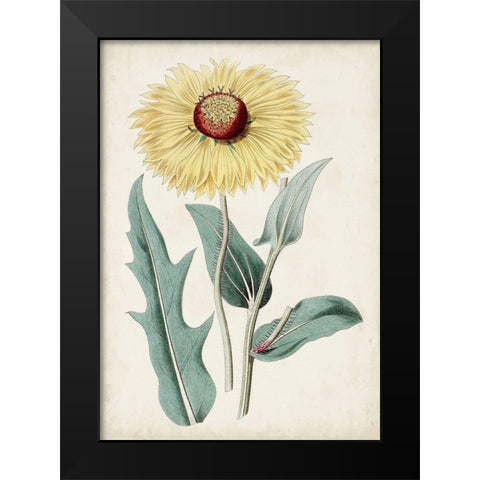 Garden Gems VIII Black Modern Wood Framed Art Print by Curtis