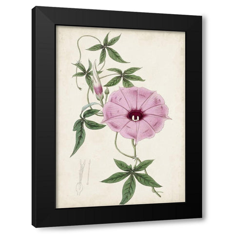 Garden Gems IX Black Modern Wood Framed Art Print by Curtis