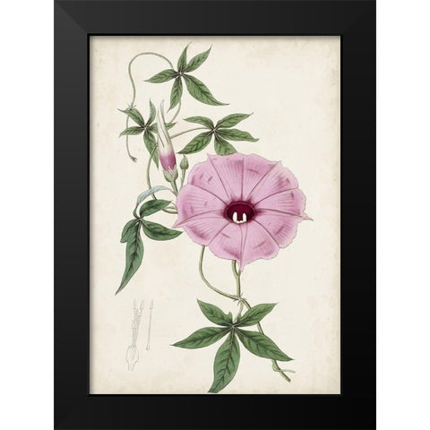 Garden Gems IX Black Modern Wood Framed Art Print by Curtis