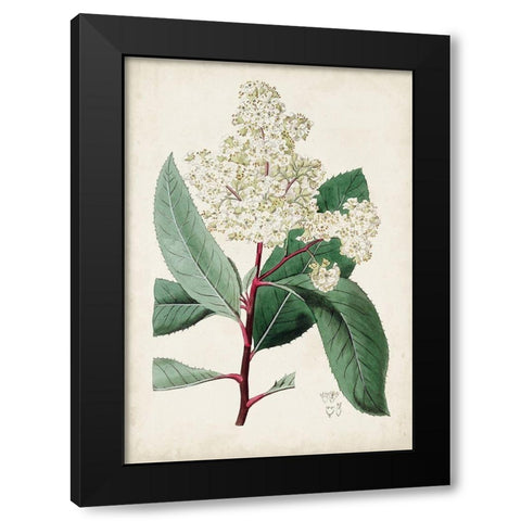 Garden Gems X Black Modern Wood Framed Art Print by Curtis