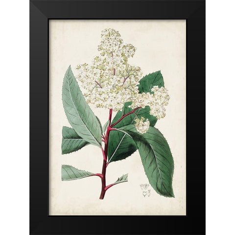 Garden Gems X Black Modern Wood Framed Art Print by Curtis