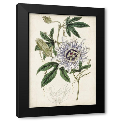 Garden Gems XI Black Modern Wood Framed Art Print by Curtis