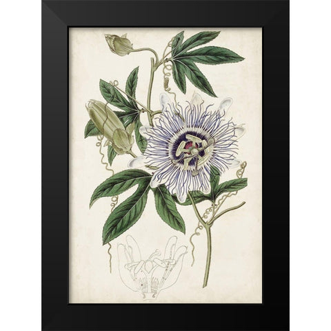 Garden Gems XI Black Modern Wood Framed Art Print by Curtis