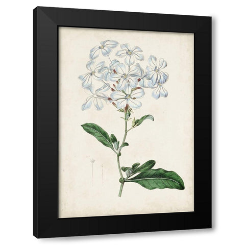 Garden Gems XII Black Modern Wood Framed Art Print with Double Matting by Curtis