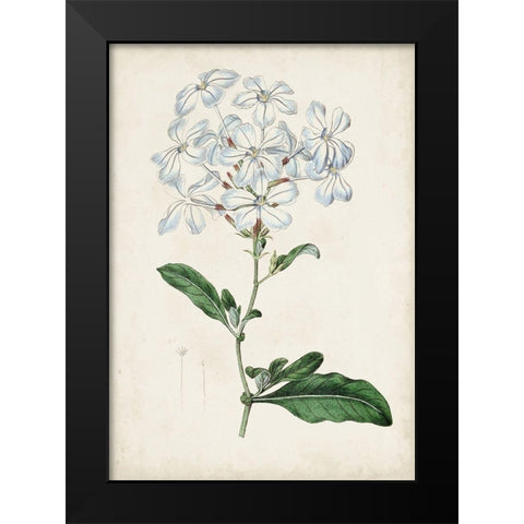 Garden Gems XII Black Modern Wood Framed Art Print by Curtis