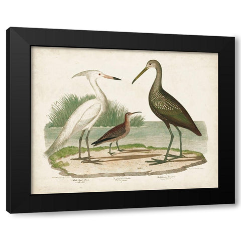 Waterbird Trio I Black Modern Wood Framed Art Print by Wilson, Alexander