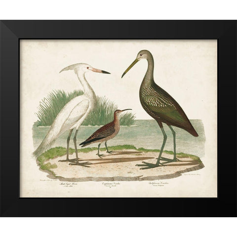 Waterbird Trio I Black Modern Wood Framed Art Print by Wilson, Alexander