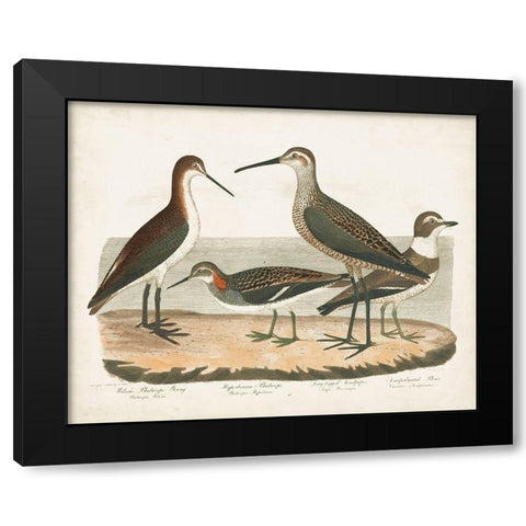 Waterbird Trio II Black Modern Wood Framed Art Print by Wilson, Alexander
