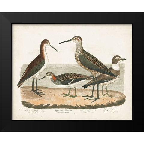 Waterbird Trio II Black Modern Wood Framed Art Print by Wilson, Alexander
