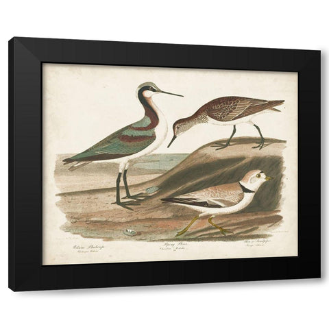 Waterbird Trio III Black Modern Wood Framed Art Print by Wilson, Alexander