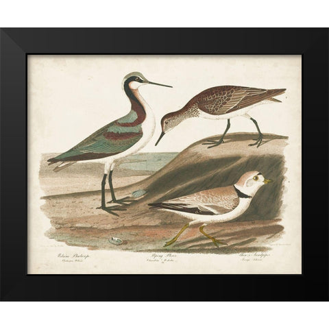 Waterbird Trio III Black Modern Wood Framed Art Print by Wilson, Alexander
