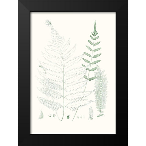Verdure Ferns II Black Modern Wood Framed Art Print by Vision Studio
