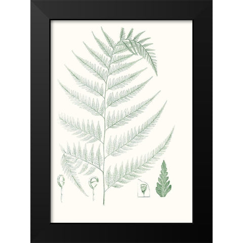 Verdure Ferns III Black Modern Wood Framed Art Print by Vision Studio