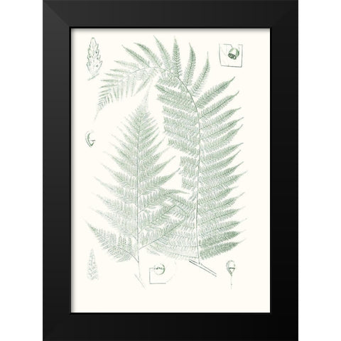 Verdure Ferns IV Black Modern Wood Framed Art Print by Vision Studio
