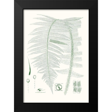 Verdure Ferns IX Black Modern Wood Framed Art Print by Vision Studio