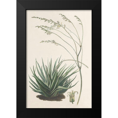 Agave Plant I Black Modern Wood Framed Art Print by Unknown