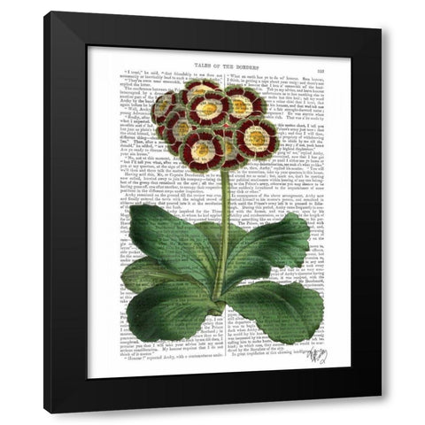 Primula Auricula Red Black Modern Wood Framed Art Print by Fab Funky