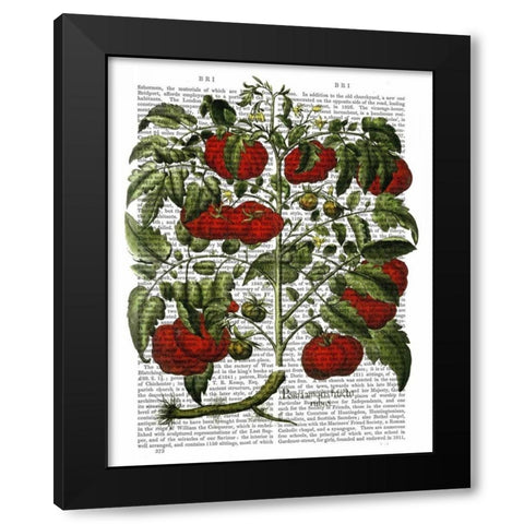 Tomato Plant Black Modern Wood Framed Art Print by Fab Funky