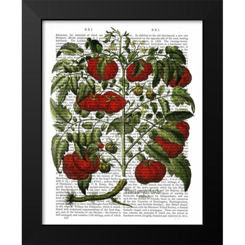 Tomato Plant Black Modern Wood Framed Art Print by Fab Funky