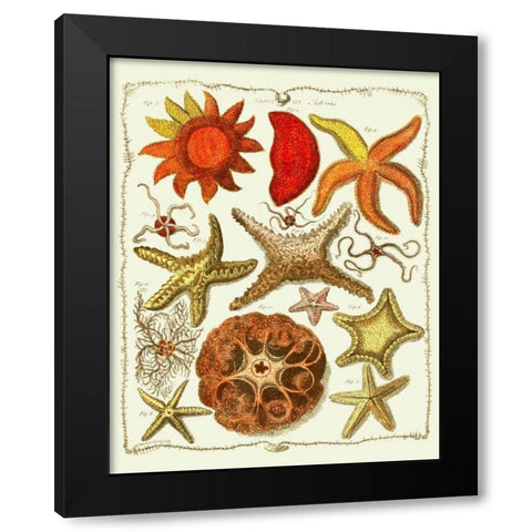 Starfish and Sea Urchins a Black Modern Wood Framed Art Print by Fab Funky