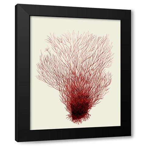 Red Corals 2 d Black Modern Wood Framed Art Print with Double Matting by Fab Funky