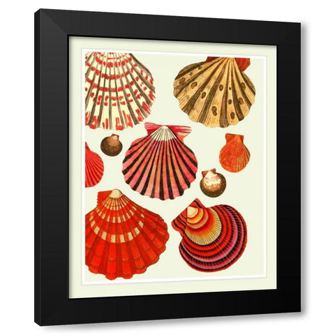 Red and Cream Clam Shells Black Modern Wood Framed Art Print with Double Matting by Fab Funky