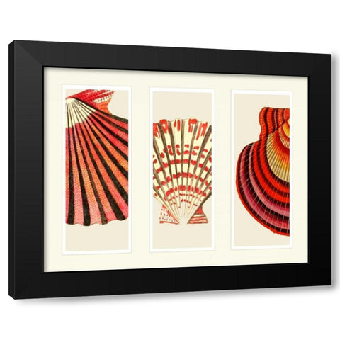 Red and Cream Shells on 3 Panels Black Modern Wood Framed Art Print with Double Matting by Fab Funky