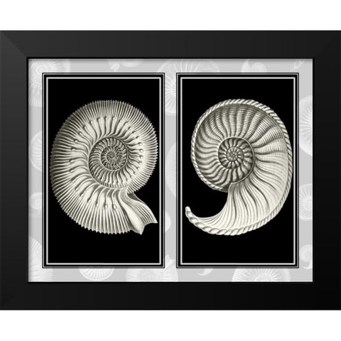 Nautilus Shells On Black Black Modern Wood Framed Art Print by Fab Funky
