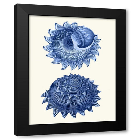 2 Blue Shells b Black Modern Wood Framed Art Print with Double Matting by Fab Funky
